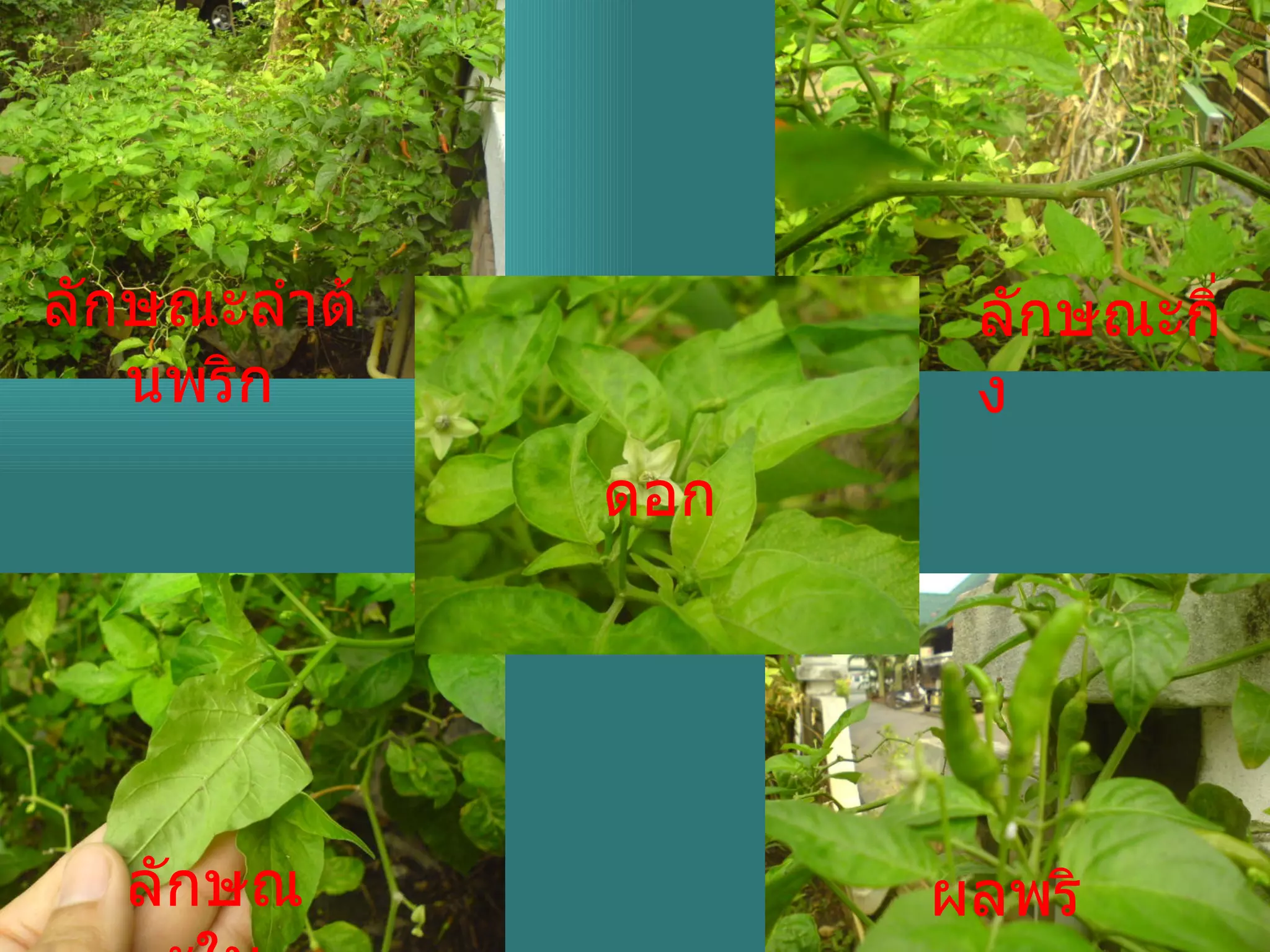 ลักษณะลำต้นพริก ลักษณะกิ่ง ดอก ผลพริก ลักษณะใบ 