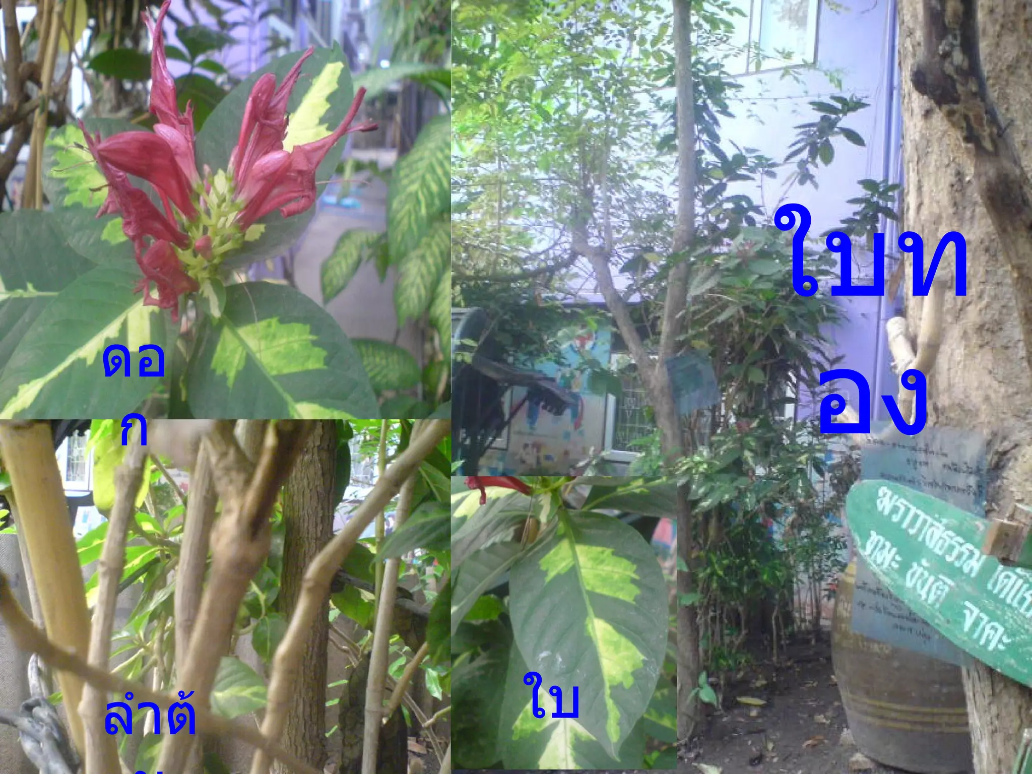 ใบทอง ดอก ลำต้น ใบ 