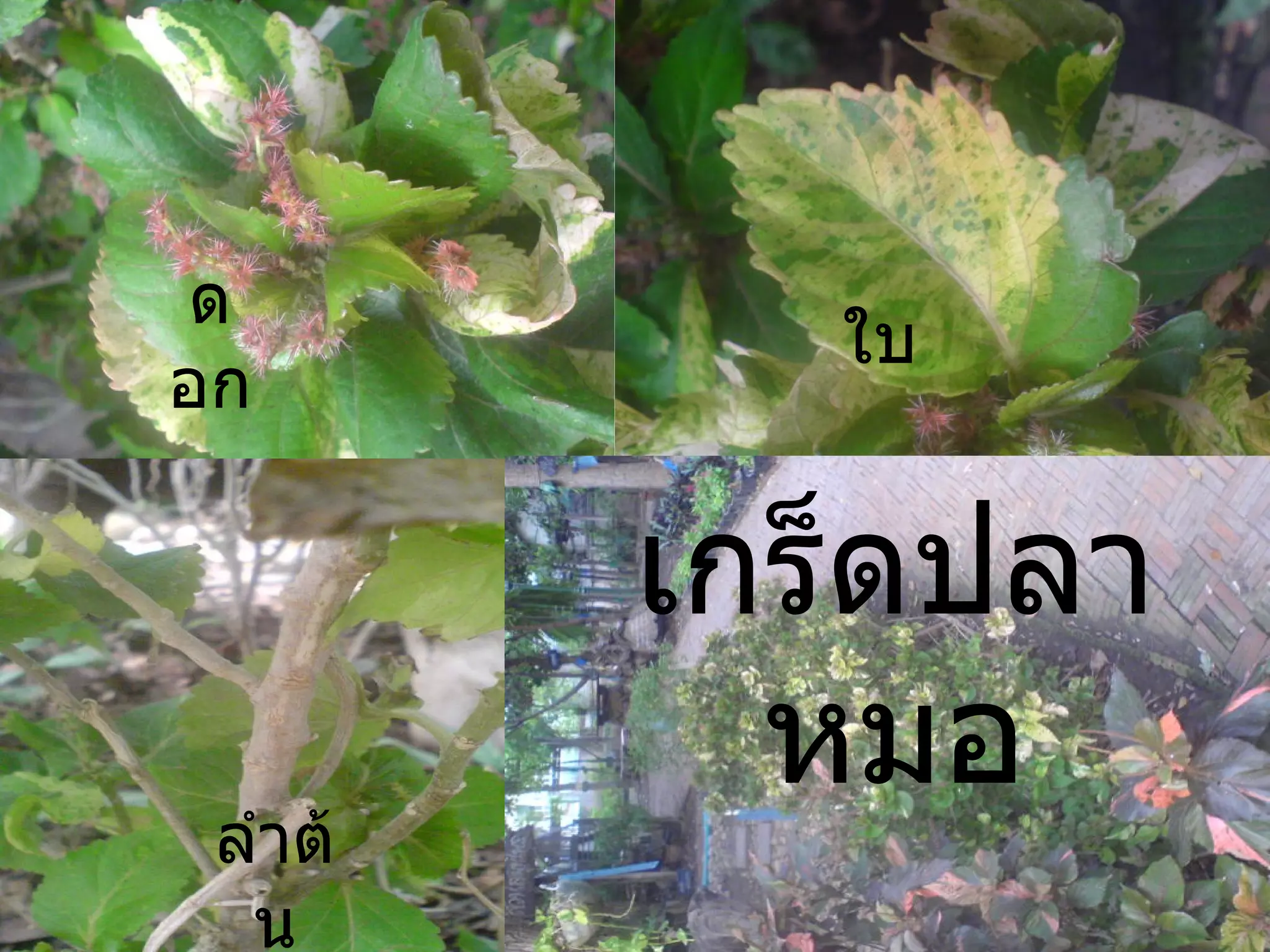 ดอก ใบ ลำต้น เกร็ดปลาหมอ 