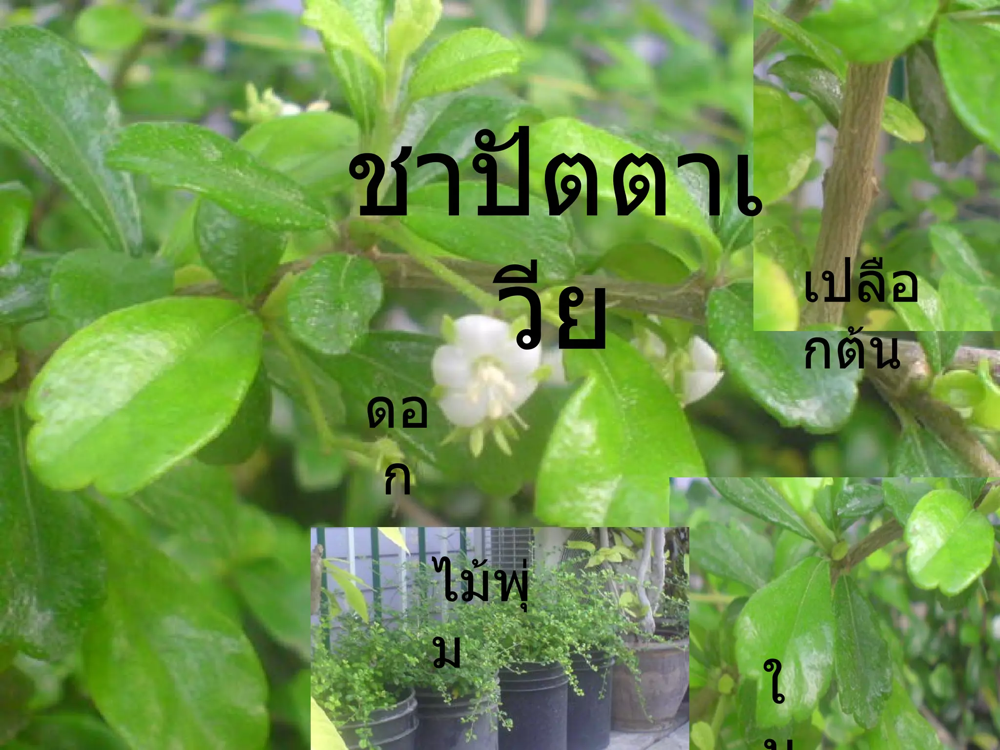 ชาปัตตาเวีย ดอก ใบ เปลือกต้น ไม้พุ่ม 