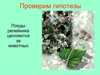 Плоды репейника цепляются за животных Проверим гипотезы 