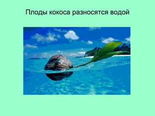 Плоды кокоса разносятся водой 