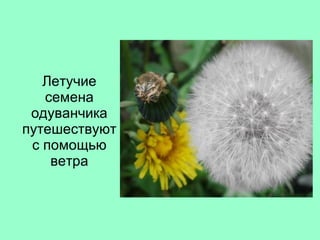 Летучие семена одуванчика путешествуют с помощью ветра 