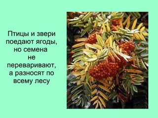 Птицы и звери поедают ягоды, но семена  не переваривают, а разносят по всему лесу 