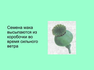 Семена мака высыпаются из коробочки во время сильного ветра 
