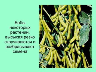 Бобы некоторых растений, высыхая резко скручиваются и разбрасывают семена 