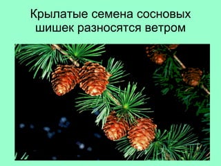 Крылатые семена сосновых шишек разносятся ветром 