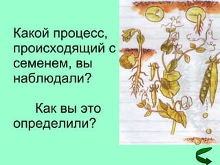Какой процесс, происходящий с семенем, вы наблюдали? Как вы это определили? 