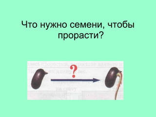 Что нужно семени, чтобы прорасти? 