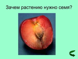 Зачем растению нужно семя? 
