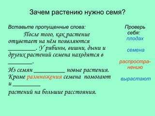 Зачем растению нужно семя? Вставьте пропущенные слова: После того, как растение отцветает на нём появляются ________. У рябины, вишни, дыни и других растений семена находятся в _______. Из семян _________ новые растения. Кроме  размножения  семена  помогают и ________ растений на большие расстояния. Проверь себя:  плодах семена распростра-нению вырастают 