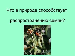 Что в природе способствует  распространению семян? 