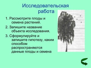 Исследовательская  работа 1. Рассмотрите плоды и семена растений. 2. Запишите название объекта исследования. 3. Сформулируйте и запишите гипотезу, каким способом распространяются данные плоды и семена 