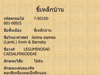 ทะเบียนพรรณไม้