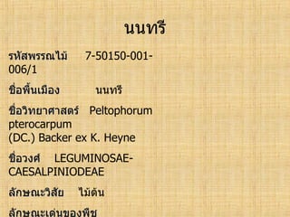 ทะเบียนพรรณไม้