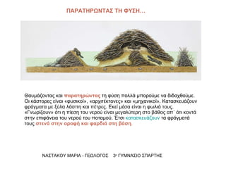 Θαυμάζοντας και  παρατηρώντας  τη φύση πολλά μπορούμε να διδαχθούμε. Οι κάστορες είναι «φυσικοί», «αρχιτέκτονες» και «μηχανικοί». Κατασκευάζουν φράγματα με ξύλα λάσπη και πέτρες. Εκεί μέσα είναι η φωλιά τους. «Γνωρίζουν» ότι η πίεση του νερού είναι μεγαλύτερη στο βάθος απ΄ ότι κοντά στην επιφάνεια του νερού του ποταμού. Έτσι  κατασκευάζουν  τα φράγματά τους  στενά στην οροφή και φαρδιά στη βάση . ΝΑΣΤΑΚΟΥ ΜΑΡΙΑ - ΓΕΩΛΟΓΟΣ  3 ο  ΓΥΜΝΑΣΙΟ ΣΠΑΡΤΗΣ ΠΑΡΑΤΗΡΩΝΤΑΣ ΤΗ ΦΥΣΗ… 