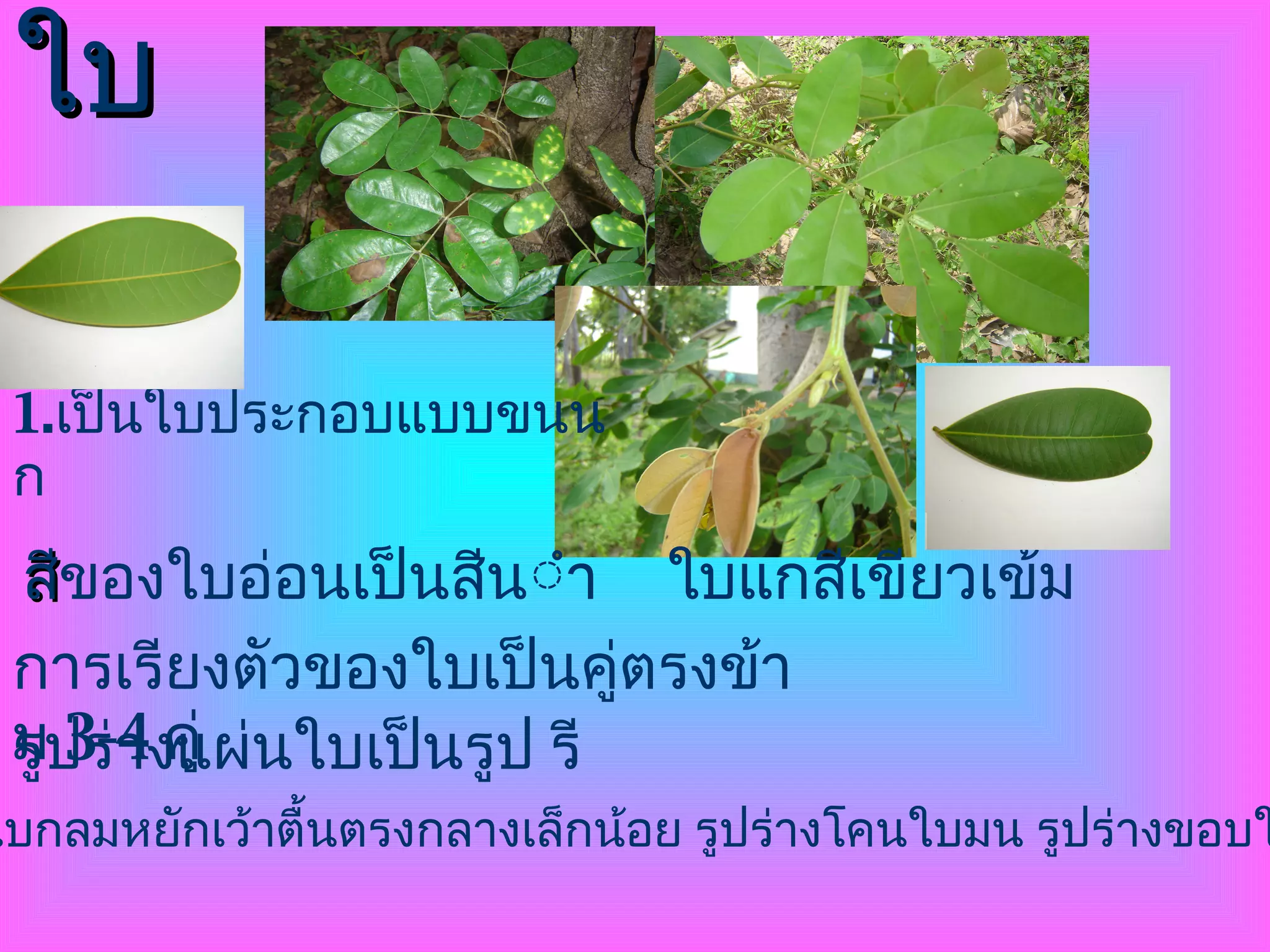 ใบ 1. เป็นใบประกอบแบบขนนก สี ของใบอ่อนเป็นสีน้ำตาลและเขียวอ่อน  ใบแกสีเขียวเข้ม การเรียงตัวของใบเป็นคู่ตรงข้าม  3-4  คู่ รูปร่างแผ่นใบเป็นรูป รี ปลายใบกลมหยักเว้าตื้นตรงกลางเล็กน้อย รูปร่างโคนใบมน รูปร่างขอบใบ เรียบ 