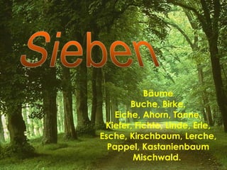 Bäume Buche, Birke, Eiche, Ahorn, Tanne, Kiefer, Fichte, Linde, Erle, Esche, Kirschbaum, Lerche, Pappel, Kastanienbaum Mischwald.   Sieben 