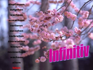einpflanzen aufgehen wachsen anwachsen verlieren aussehen verbreiten überwintern knospen neuwachsen wachsen altern leben Infinitiv 