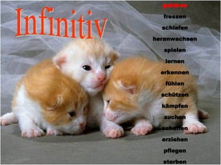 gebären fressen schlafen heranwachsen spielen lernen erkennen fühlen schützen kämpfen suchen schaffen erziehen pflegen sterben gebären Infinitiv 
