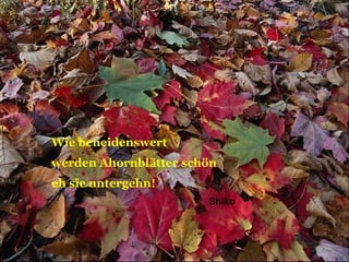 Wie beneidenswert werden Ahornblätter schön eh sie untergehn! Shiko 