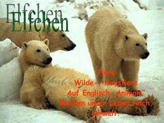 Tiere Wilde-, Haustiere Auf Englisch „Animals“ Machen unser Leben reich. Umwelt. Elfchen 