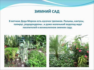 ЗИМНИЙ САД В вотчине Деда Мороза есть кусочек тропиков. Пальмы, кактусы, папирус, рододендроны…и даже маленький водопад ждут посетителей в великолепном зимнем саду.  