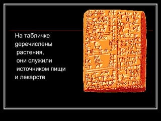 На табличке  gеречислены растения, они служили источником пищи  и лекарств  