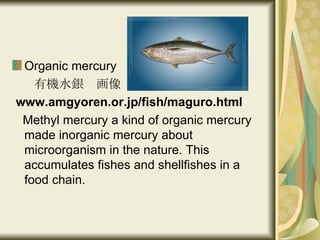Organic mercury 有機水銀　画像 www.amgyoren.or.jp/fish/maguro.html Methyl mercury a kind of organic mercury made inorganic mercury about microorganism in the nature. This accumulates fishes and shellfishes in a food chain. 