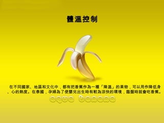 體溫控制   在不同國家、地區和文化中，都有把香蕉作為一種「降溫」的果物，可以用作降低身 、心的熱度。在泰國，孕婦為了使嬰兒出生時有較為涼快的環境，臨盤時就會吃香蕉。 