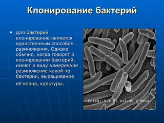 Клонирование бактерий Для  бактерий  клонирование является единственным способом размножения. Однако обычно, когда говорят о клонировании бактерий, имеют в виду  намеренное  размножение какой-то бактерии, выращивание её  клона ,  культуры .   