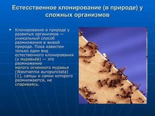 Естесственное клонирование (в природе) у сложных организмов Клонирование в природе у развитых организмов —  уникальный  способ размножения в живой природе. Пока известен только один вид естественного клонирования (у  муравьёв ) — это размножение  малого огненного муравья  (Wasmannia auropunctata)  [1] , самцы и самки которого размножаются, не  спариваясь .  