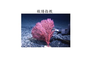 ָ 
