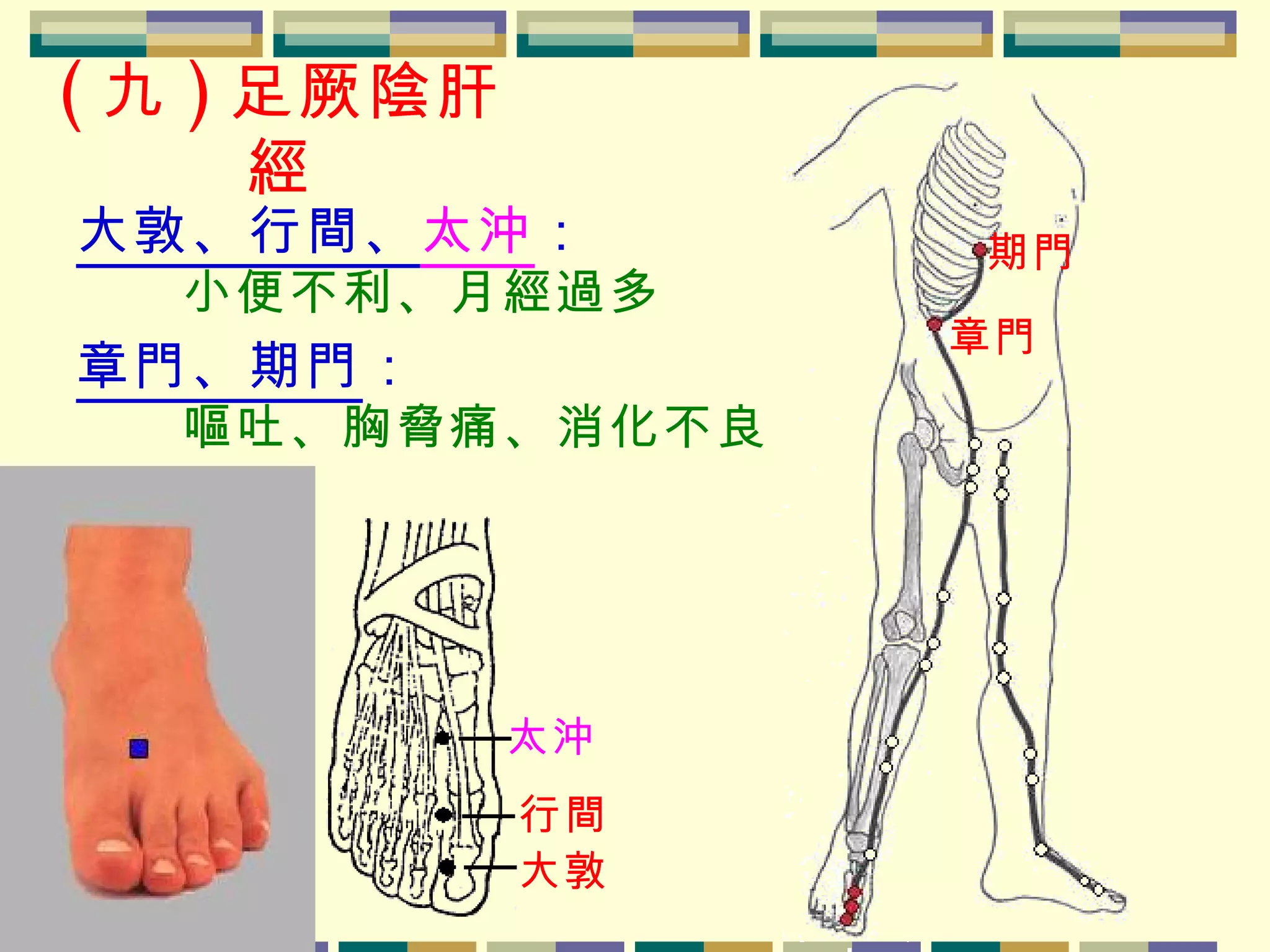 ( 九 ) 足厥陰肝經 大敦、行間、 太沖 ： 小便不利、月經過多 章門、期門 ： 嘔吐、胸脅痛、消化不良 期門 章門 太沖 行間 大敦 