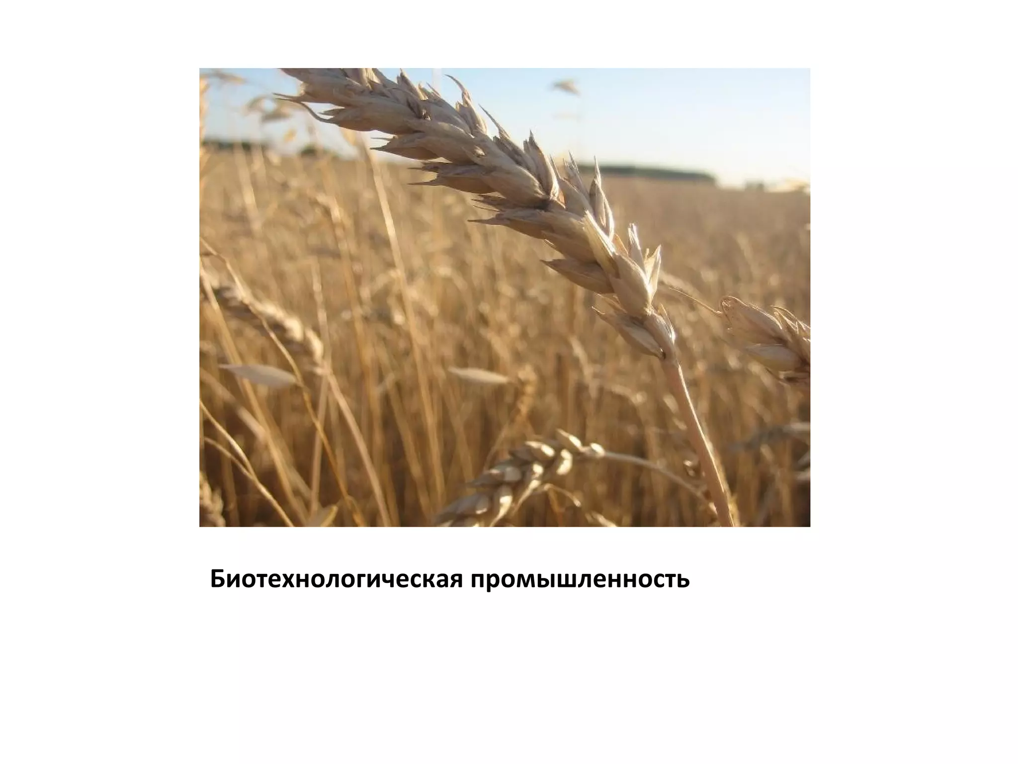 Биотехнологическая промышленность