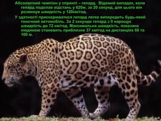 усик більше не абсолютний чемпіон