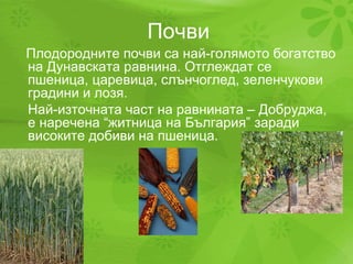 Почви Плодородните почви са най-голямото богатство на Дунавската равнина. Отглеждат се пшеница, царевица, слънчоглед, зеленчукови градини и лозя. Най-източната част на равнината – Добруджа, е наречена “житница на България” заради високите добиви на пшеница. 