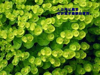 人之所以痛苦， 在於追求錯誤的東西。   