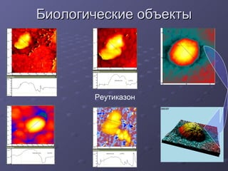 Биологические объекты Реутиказон 