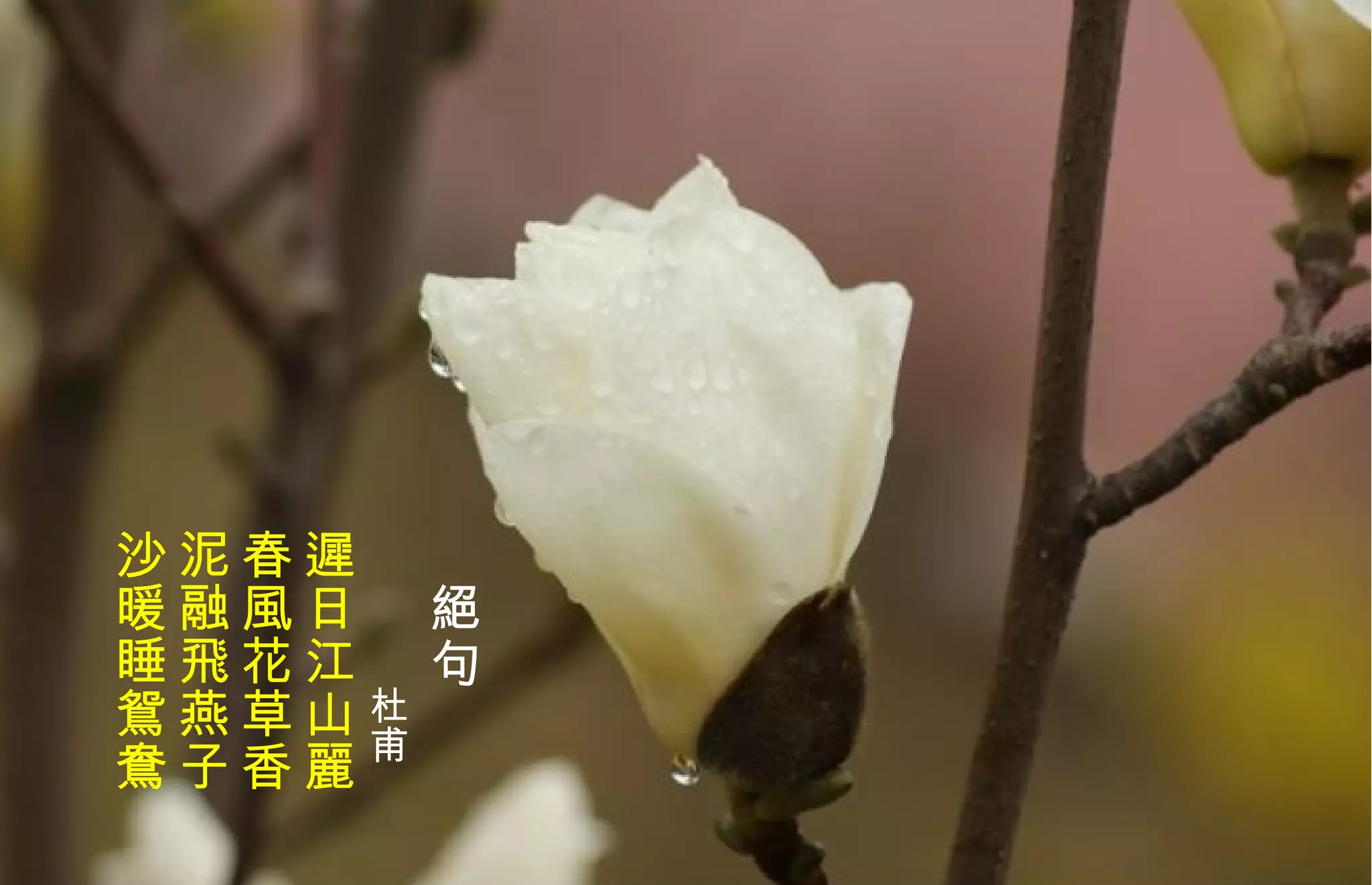 　 絕 句 　　　 杜甫   遲日江山麗  春風花草香  泥融飛燕子  沙暖睡鴛鴦 