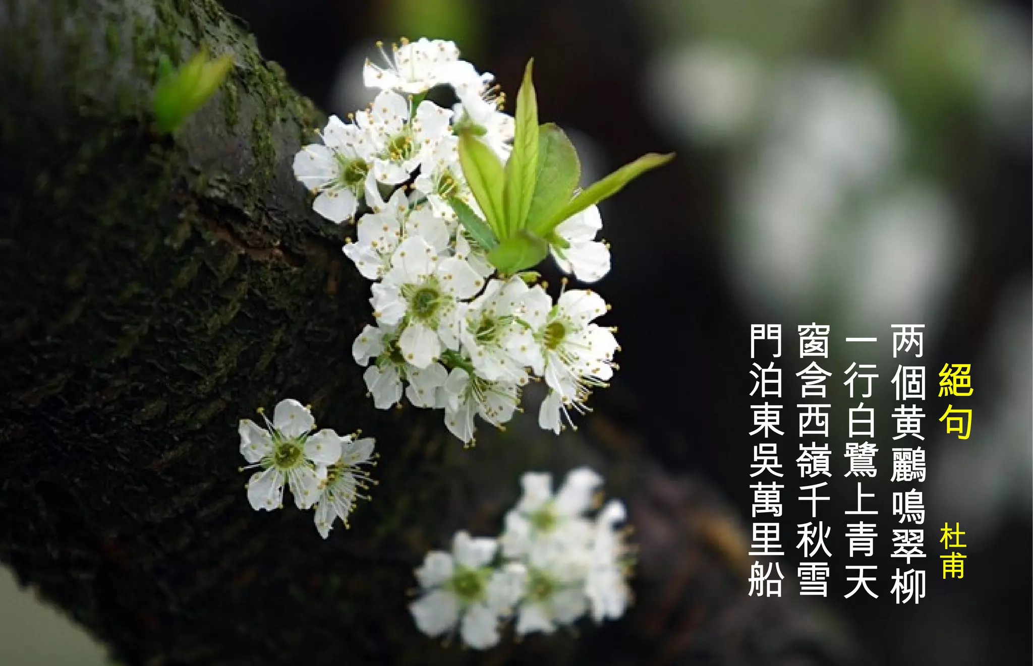 　 絕 句　　 杜甫 两個黄 鸝 鳴翠柳  一行白 鷺 上青天  窗含西嶺千秋雪  門泊東吳萬里船  