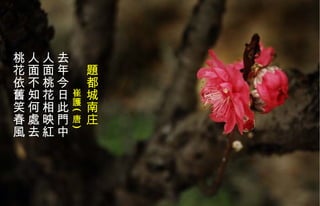 　 題 都城南庄 　　　 崔護 ( 唐 )   去年今日此門中  人面桃花相映 紅   人面不知何處去  桃花依舊笑春風 