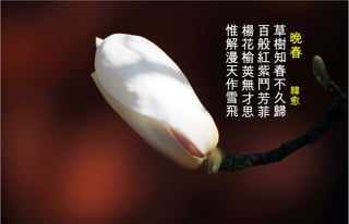 晚春　　 韓 愈   草 樹 知春不久歸  百般 紅 紫 鬥 芳菲 楊 花榆 莢 無才思  惟解漫天作雪飛 