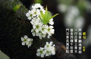 　 絕 句　　 杜甫 两個黄 鸝 鳴翠柳  一行白 鷺 上青天  窗含西嶺千秋雪  門泊東吳萬里船  