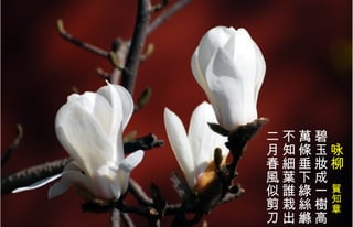 　 咏柳　 賀知章   碧玉妝成一樹高  萬條垂下綠 絲縧   不知 細 葉誰栽出  二月春風似剪刀   