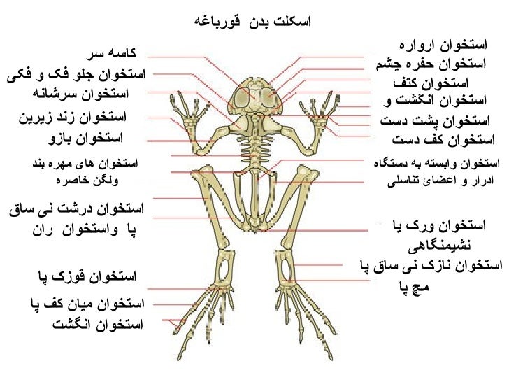 frog