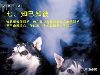 七、知己知彼： 狼尊重每個對手，狼在每次攻擊前都會去瞭解對手，而不會輕視它，所以狼一生的攻擊很少失誤。 