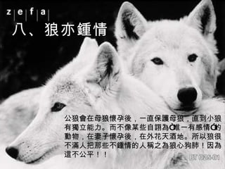 公狼會在母狼懷孕後，一直保護母狼，直到小狼有獨立能力。而不像某些自詡為“唯一有感情”的動物，在妻子懷孕後，在外花天酒地。所以狼很不滿人把那些不鍾情的人稱之為狼心狗肺！因為這不公平！！ 八、狼亦鍾情 