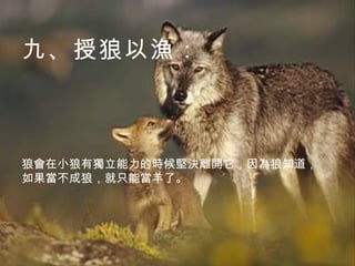 九、授狼以漁： 狼會在小狼有獨立能力的時候堅決離開它，因為狼知道，如果當不成狼，就只能當羊了。 