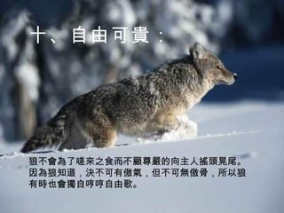 十、自由可貴： 狼不會為了嗟來之食而不顧尊嚴的向主人搖頭晃尾。因為狼知道，決不可有傲氣，但不可無傲骨，所以狼有時也會獨自哼哼自由歌。 